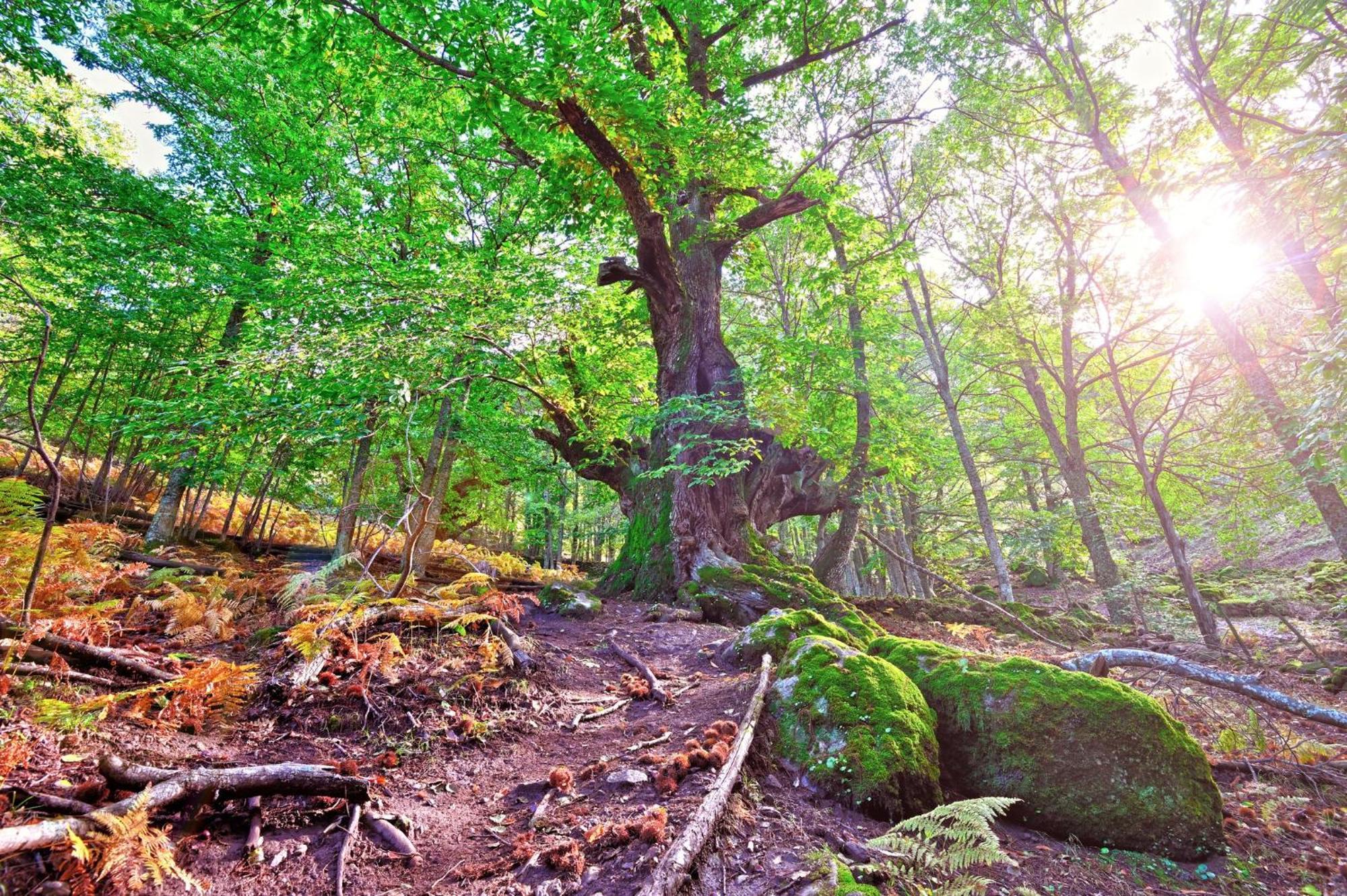 Casas Rurales Acebuche, Descubre el Otoño Mágico en el Valle de Ambroz Casas del Monte Exterior foto